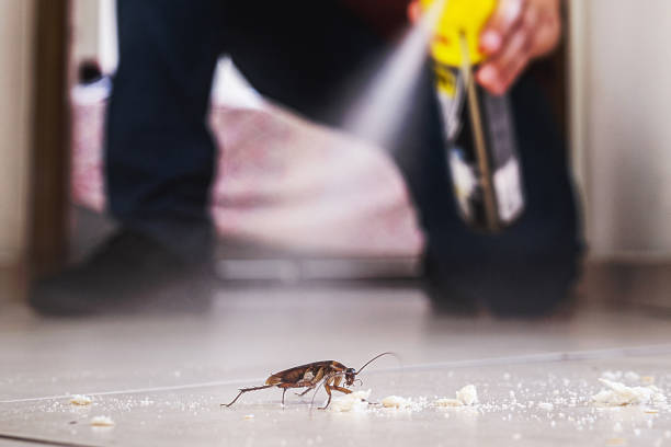 Best Flea Control Services  in Santa Clara, UT